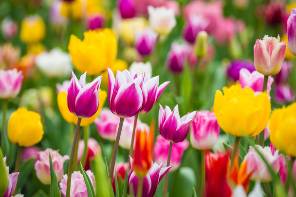 Красивые ярко-красочные разноцветные желтые, белые, красные, фиолетовые, розовые цветущие тюльпаны на большом клумбе в городском саду или цветочном поле весной. Весенний пасхальный цветок. - Фото, изображение