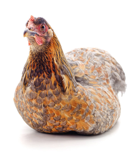 One brown chicken isolated on a white background. - Photo, image