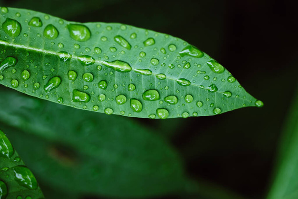 Background of green leaf with water drops on rainy season. Nature background. Selective focus. Rain season. Fresh nature. - Photo, image