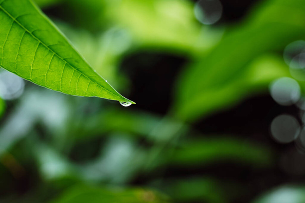 Tło zielonego liścia z kroplami wody w porze deszczowej. Środowisko naturalne. Wybiórcze skupienie. Pora deszczowa. Świeży charakter. - Zdjęcie, obraz