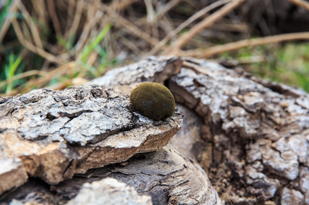 Old Stump with Mushrooms. - Photo, Image