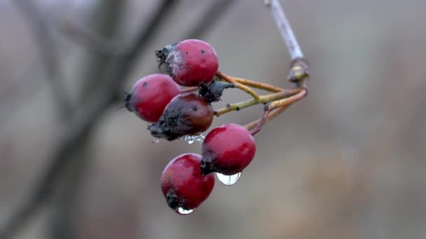 Восени сяйво з краплями в бризі (Sorbus aria).) - Кадри, відео