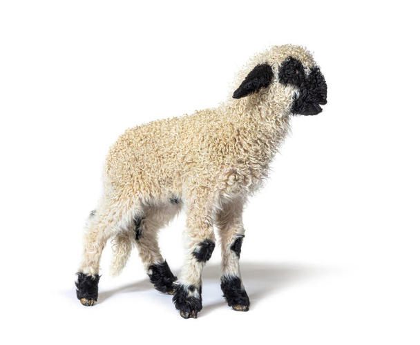 Profile of a lovely Lamb Valais Blacknose sheep three weeks old - Zdjęcie, obraz