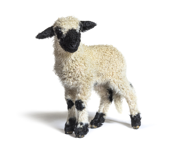 Вале Блэкноз, немец: Walliser nasenschaf, это порода домашней овцы, происходящей из Вале - 3 недели - Фото, изображение
