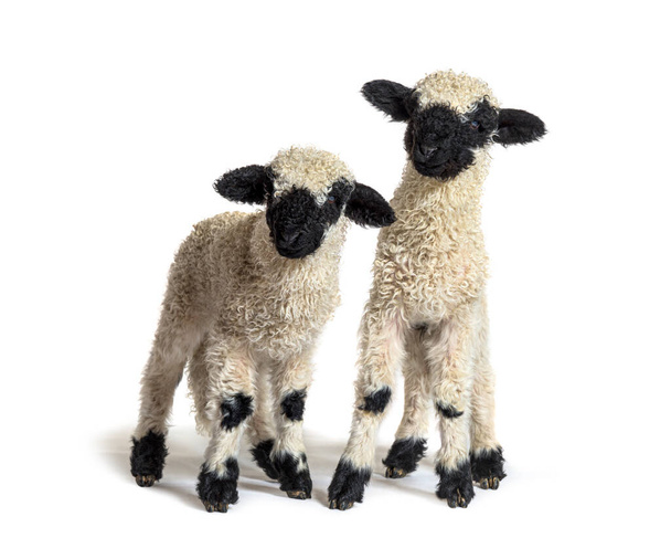 Paire of Lambs Valais Blacknose πρόβατα στέκεται σε λευκό - Φωτογραφία, εικόνα