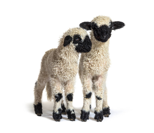 Paire of Lambs Valais Blacknose sheep standing on white - Photo, Image