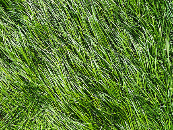 Abstrakter Hintergrund von saftig grünem Gras - Foto, Bild