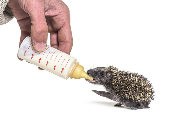 Segítek az emberi kéznek ételt adni egy cumisüveggel egy fiatal európai sündisznónak, elszigetelve - Fotó, kép