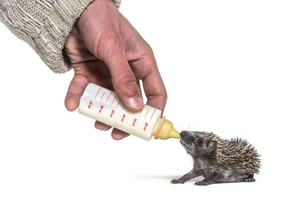 Segítek az emberi kéznek ételt adni egy cumisüveggel egy fiatal európai sündisznónak, elszigetelve - Fotó, kép