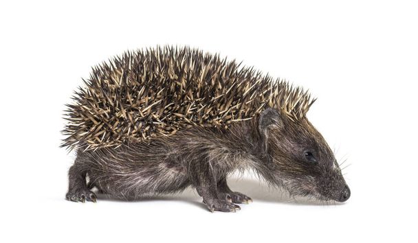 Side view of a Young European hedgehog walking away, isolated on white - Photo, Image