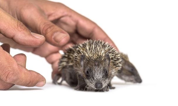 Human hand touching and helping two rescued Young European hedgehogs, isolated - Photo, Image