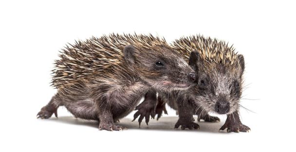Two baby European hedgehog playing together - Photo, Image