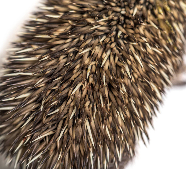 close-up of a Young European hedgehog coat, isolated - Photo, Image