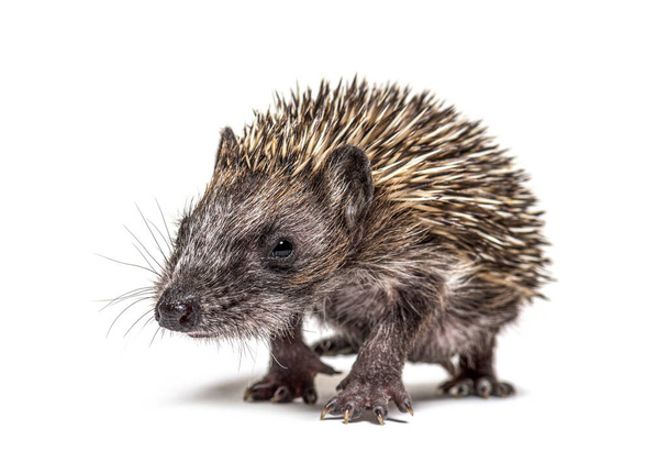 Young European hedgehog coming to the camera, Walking, isolated - Photo, Image