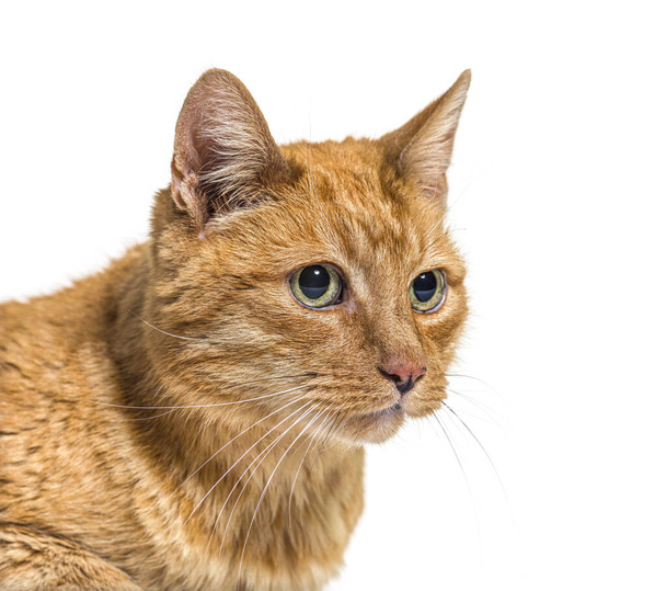 Close-up on a very old ginger cat with lentigo on noise and lips - Photo, Image
