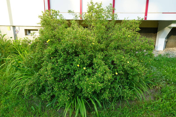 Potentilla Amarela em junho. Potentilla é uma planta com flor herbácea da família rosaceae. Berlim, Alemanha - Foto, Imagem
