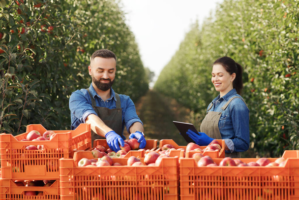 Organic great ripe harvest, fruit control in autumn and summer - Zdjęcie, obraz