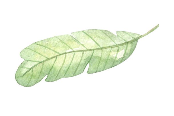 Imagem aquarela de folhas tropicais em um desenho de mão de fundo isolado branco. Logotipo, embalagem, tecido de impressão, cartolina. - Foto, Imagem
