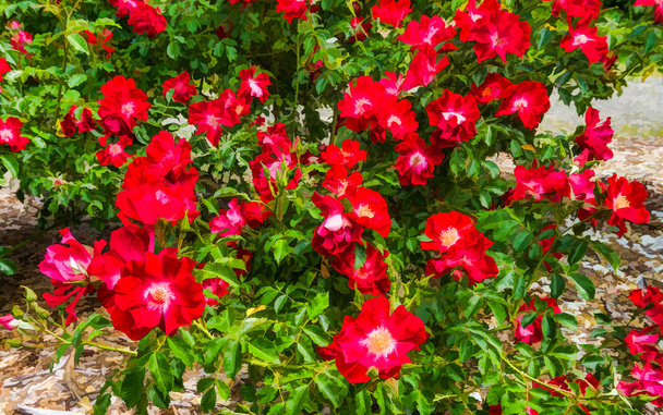 Eine Illustration eines Hintergrundes roter Blumen. - Foto, Bild