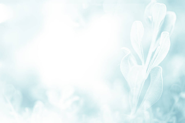 Azul verde bela flor primavera flor ramo fundo com espaço livre cópia para cartão de saudação ou página de capa do ambiente, modelo, banner web e cabeçalho. - Foto, Imagem