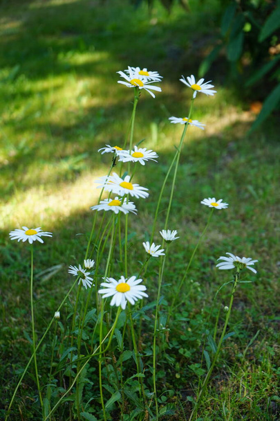Leucanthemum vulgare, також відомий як ox-eye daisy, oxeye daisy, dog daisy, marguerite та інші поширені назви, є широко поширеною квітковою рослиною. Берлін (Німеччина)  - Фото, зображення