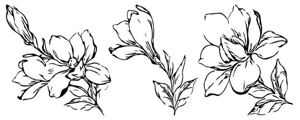 Colección de bocetos botánicos florales. Magnolia dibujos de flores. Blanco y negro con líneas de arte sobre fondo blanco. Ilustraciones botánicas. - Foto, imagen