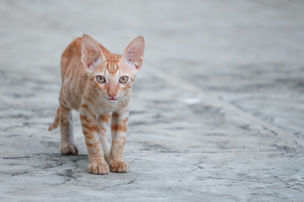 Sokaktaki güzel kedi yavrusu. Kediler. Hayvan Hayvanlar. Vahşi Kediler. - Fotoğraf, Görsel