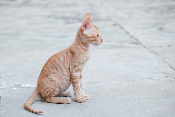 Sokaktaki küçük kedi yavrusu. Kediler. Hayvan Hayvanlar. Vahşi Kediler. - Fotoğraf, Görsel