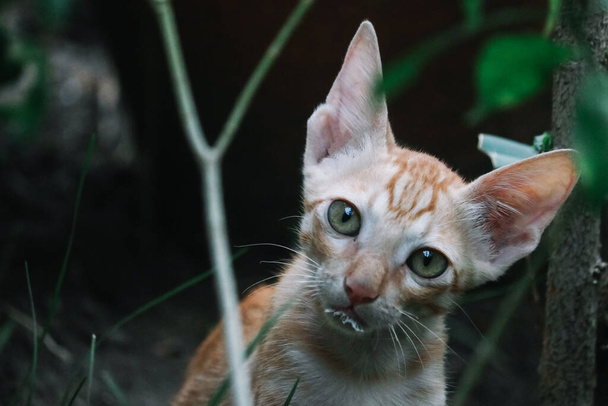 Το πορτρέτο της Κίτι. Γάτες. Ζώα συντροφιάς. Αγριόγατες. - Φωτογραφία, εικόνα