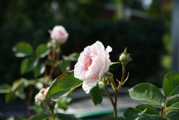 Rosa inglese "James Galway" allevata da David Austin. Fiori di rosetta incredibilmente belli con una deliziosa fragranza. Berlino, Germania - Foto, immagini