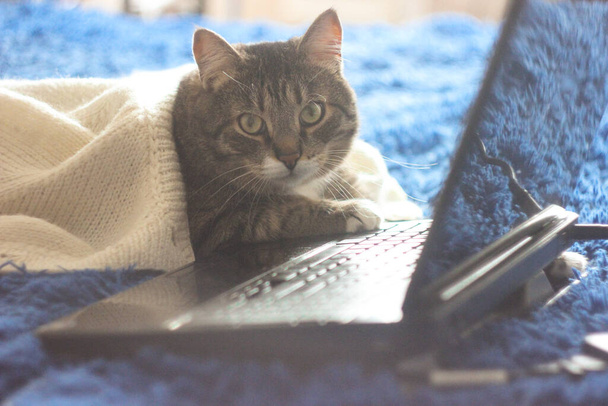 Cute funny cat with laptop, a computer on sofa at home.  Beautiful brown tabby cat. Background for wallpaper, cover, postcard. Isolated, close up. Cats concept. - Photo, image
