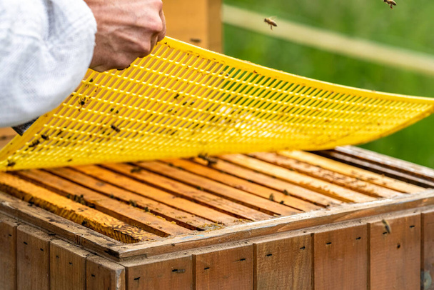 καρέ κεριού στην κυψέλη μελισσών, παραγωγή μελιού - Φωτογραφία, εικόνα