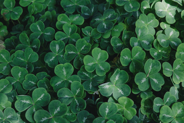 Beautiful green clover shamrock texture - Photo, Image