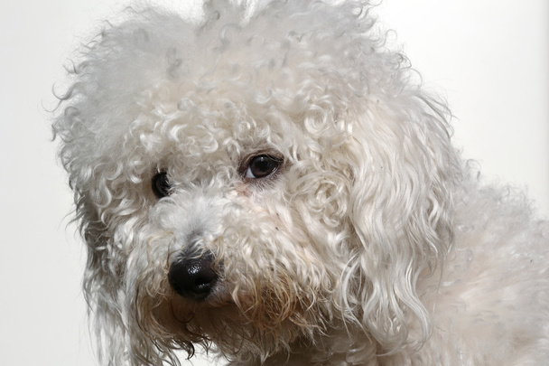 Perro de raza pequeña de origen mediterráneo
 - Foto, imagen