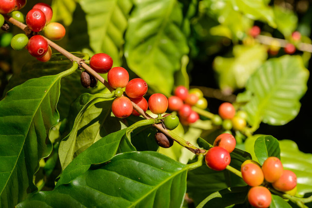 Punainen kahvi marjoja kasvi lähikuva defocused vihreä lehvistö tausta. - Valokuva, kuva