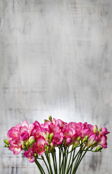 木製の背景にピンクのフリージアの花。コピー スペース - 写真・画像