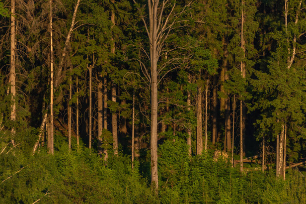 Landscape near Roprachtice village in spring summer green evening - Фото, зображення