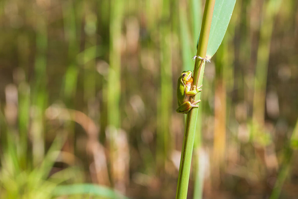 Hyla arborea - Green tree frog on a stalk. The background is green. The photo has a nice bokeh. Wild photo. - Photo, Image