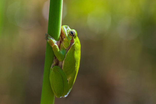 Hyla arborea -茎に緑の木のカエル。背景は緑です。写真はいいボケですね。野生写真. - 写真・画像
