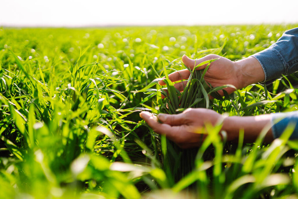 Jonge groene tarwe zaailingen in de handen van een boer. Mannelijke boer kijkt naar de producten voor het oogsten. Begrip landbouw, tuinbouw of ecologie. - Foto, afbeelding