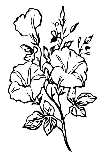 Illustration botanique. Dessin floral. Art linéaire noir et blanc sur fond blanc.  - Photo, image