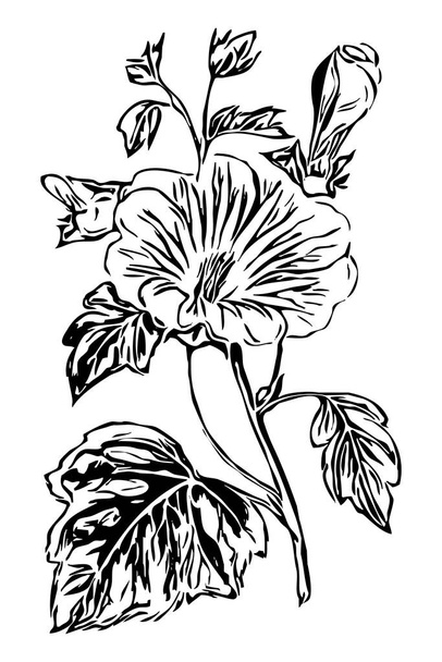 Botanik illüstrasyon. Çiçek çizimi. Beyaz arkaplandaki siyah beyaz çizgi sanatı.  - Fotoğraf, Görsel