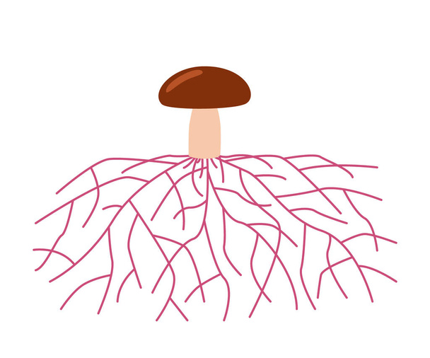 Pilzleben, Wachstumsmyzel aus der Spore. Sporenkeimung, Myzelausdehnung und Bildung eines hyphen Knotens. Vektorillustration - Vektor, Bild