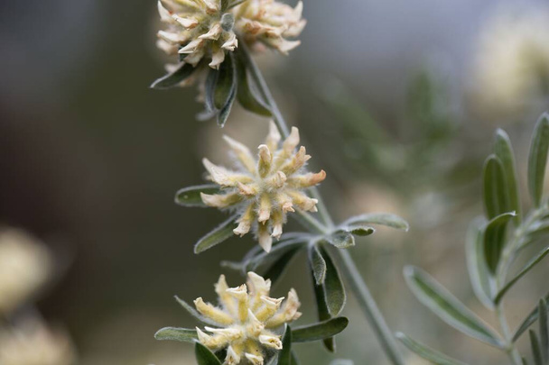 Fiore di un cespuglio di barba di Giove, Anthyllis barba jovis - Foto, immagini
