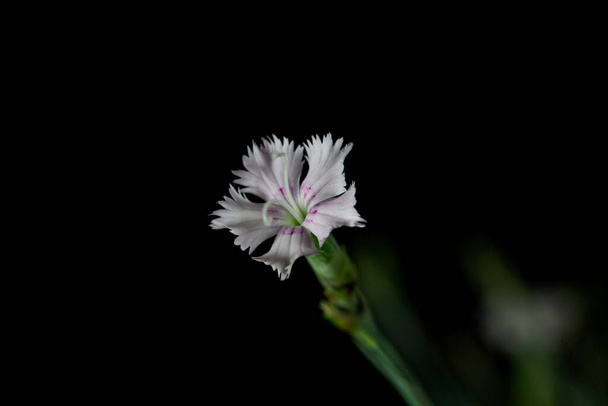 Květ růžové Dianthus anatolicus, s tmavým pozadím - Fotografie, Obrázek