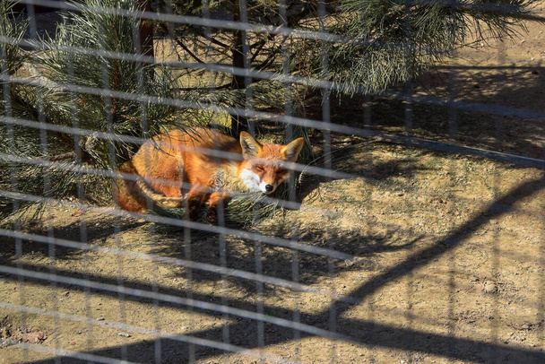 Fox lying down in the sun in enclosure - Photo, Image