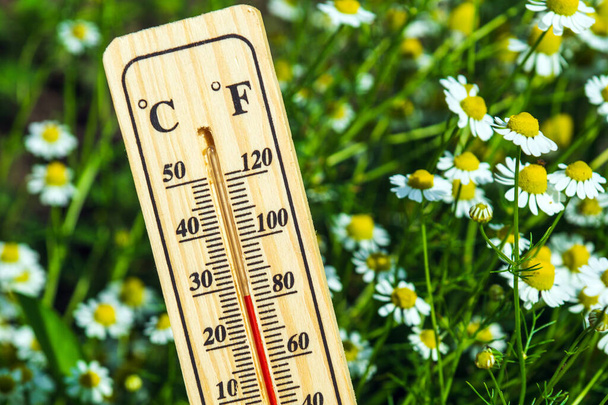 Favorable temperature for flowering chamomile. Close-up of a thermometer against the background of nature and flowers. - Foto, Imagen