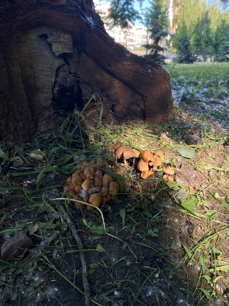 Funghi marroni sotto l'albero al sole. La foto è come una favola. - Foto, immagini