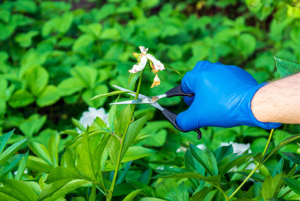 青い手袋の庭師の手ははさみでドライフラワーの芽を切りました。夏のフラワーケア. - 写真・画像