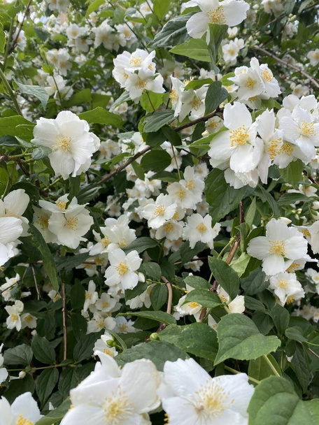 Gyönyörű fehér virágok jázmin, nyári virágzás - Fotó, kép